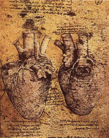 Leonardo da Vinci — heart and its blood vessels (ventricular studies)